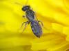 Lasioglossum sp.